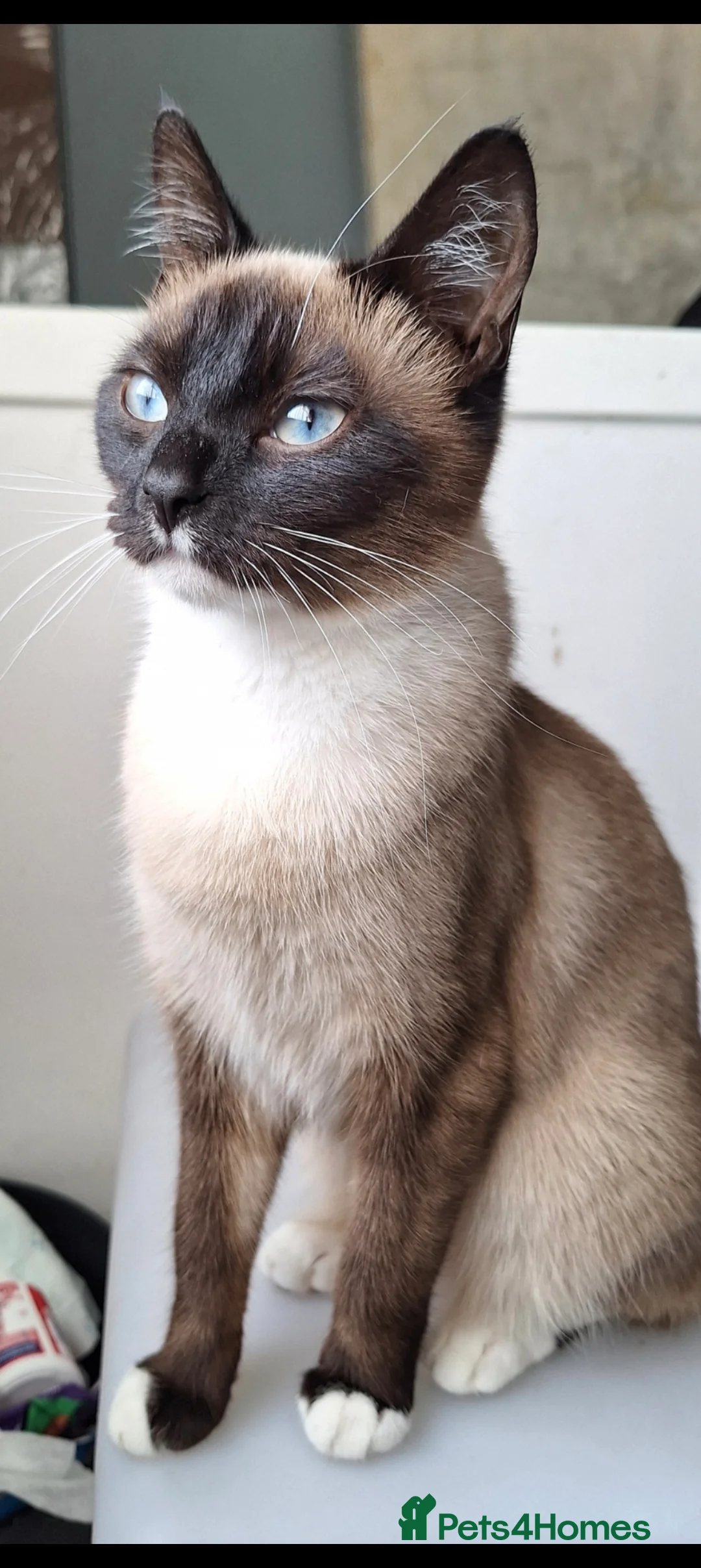 Mixed Breed cats for sale: Ragdoll cross - Advert 1