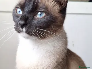 Mixed Breed cats Ragdoll cross - Advert 1