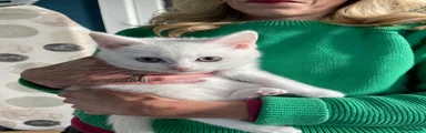 Maine Coon 2