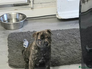 Mixed Breed dogs Chaffy puppies Chow x Staffy - Advert 11