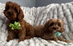 Cavapoo dogs for sale: Cavapoo Puppy 7 - F1 DEEP FOX RED EXTENSIVELY HEALTH TESTED BABIES  - Image 7
