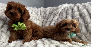 Cavapoo dogs - Advert 3