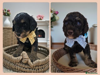 Cavapoo dogs STUNNING FULLY HEALTH TESTED F1B CAVAPOO - Advert 1