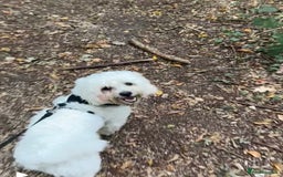 Mixed Breed dogs for sale: Lovely Maltichon Boy looking for a loving home  - Image 10