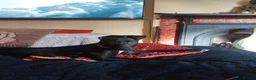 Lurcher dogs for sale: Bedlington grey x bull lurcher pup - Advert 5