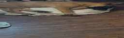 Belgian Shepherd Dog dogs for sale: 12week Belgian Malinois for sale - Advert 4