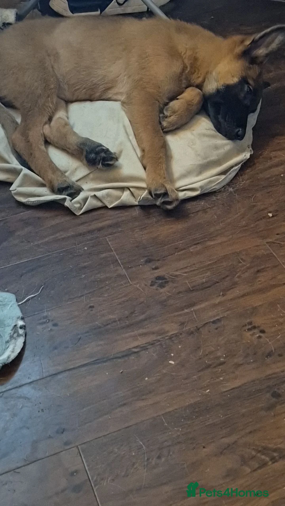 Belgian Shepherd Dog dogs for sale: 12week Belgian Malinois for sale - Advert 4