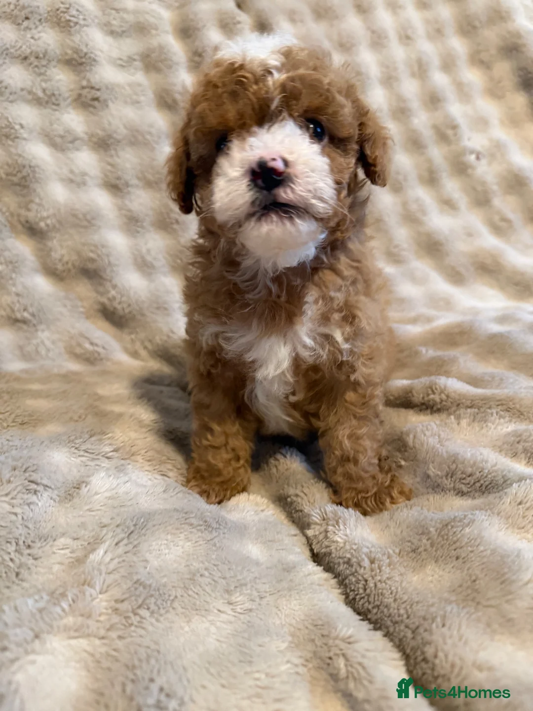 Cavapoo dogs for sale: 5 beautiful Cavapoo pups  - Advert 1
