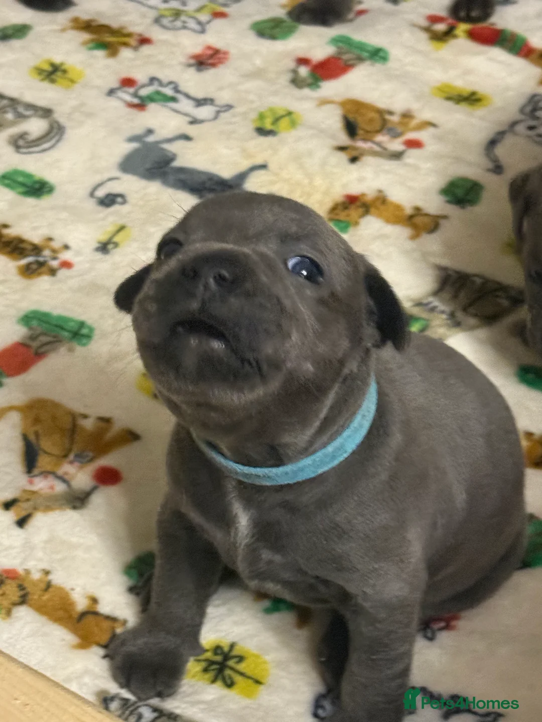 Staffordshire Bull Terrier dogs for sale: KC Blue Staffordshire Bull Terrier Puppies SOLD - Advert 30