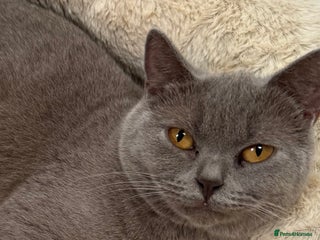 British Shorthair cats in Swansea - Advert 23