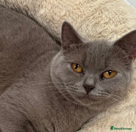 British Shorthair cats in Swansea - Advert 5
