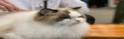 Ragdoll cats for sale: A Gentle Ragdoll Companions Awaits - Advert 3
