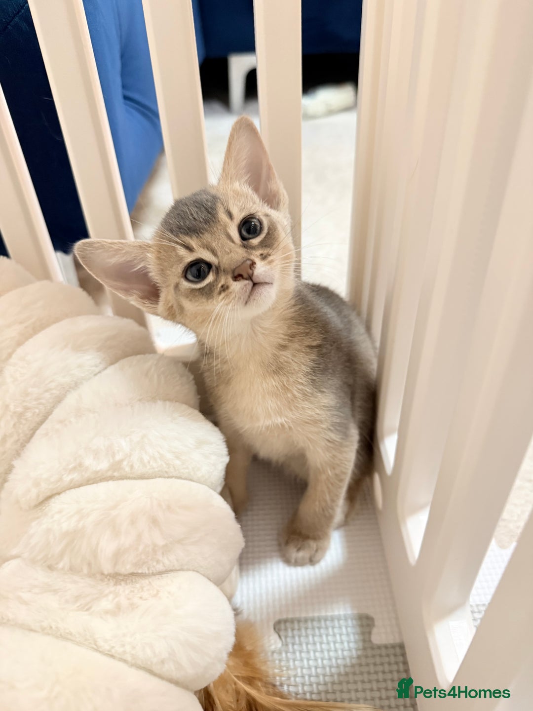 Abyssinian cats for sale: Abyssinian Kittens 🐾 - Advert 7