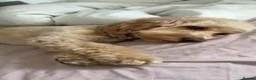 Cockapoo dogs for sale: Daisy- mini Cockapoo in Scunthorpe - Advert 2
