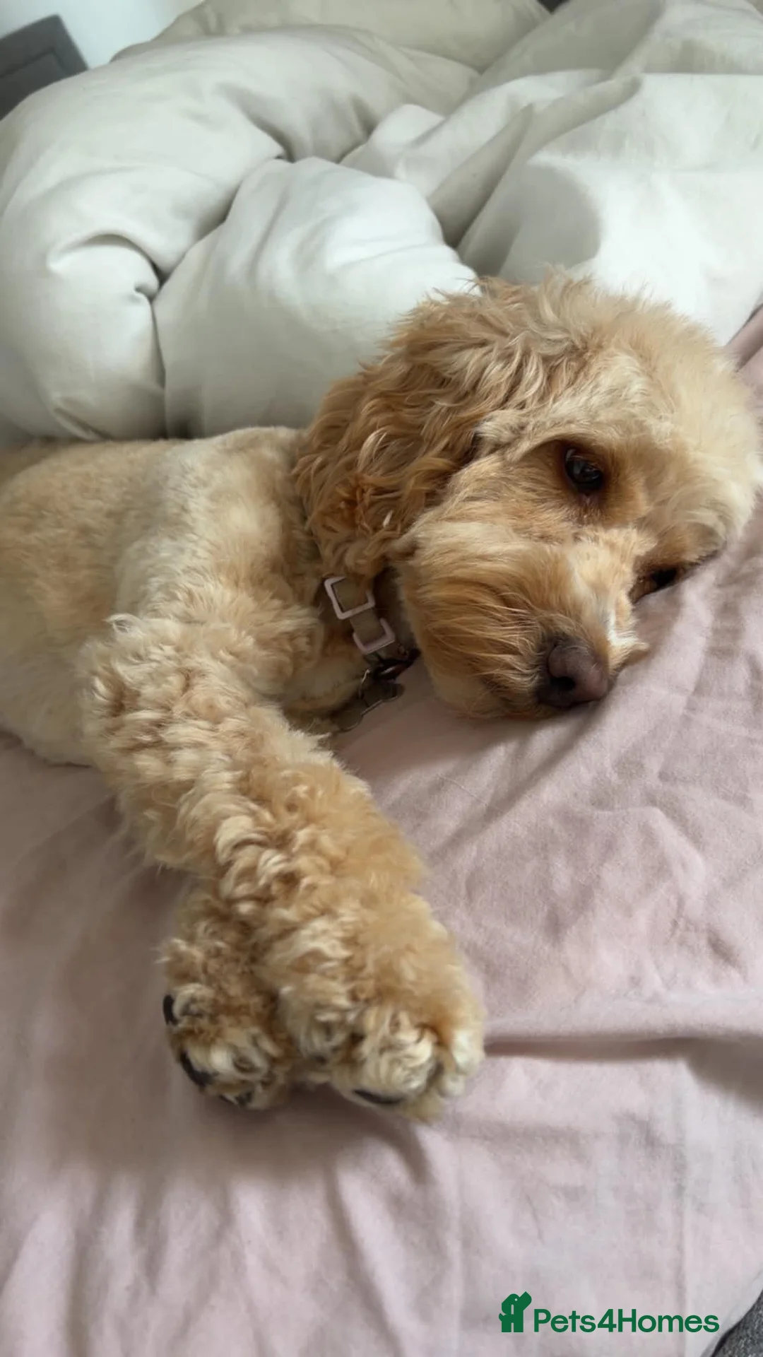 Cockapoo dogs for sale: Daisy- mini Cockapoo in Scunthorpe - Advert 2