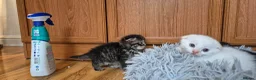 Mixed Breed cats for sale: Scottish gold kittens in Heathfield - Advert 7