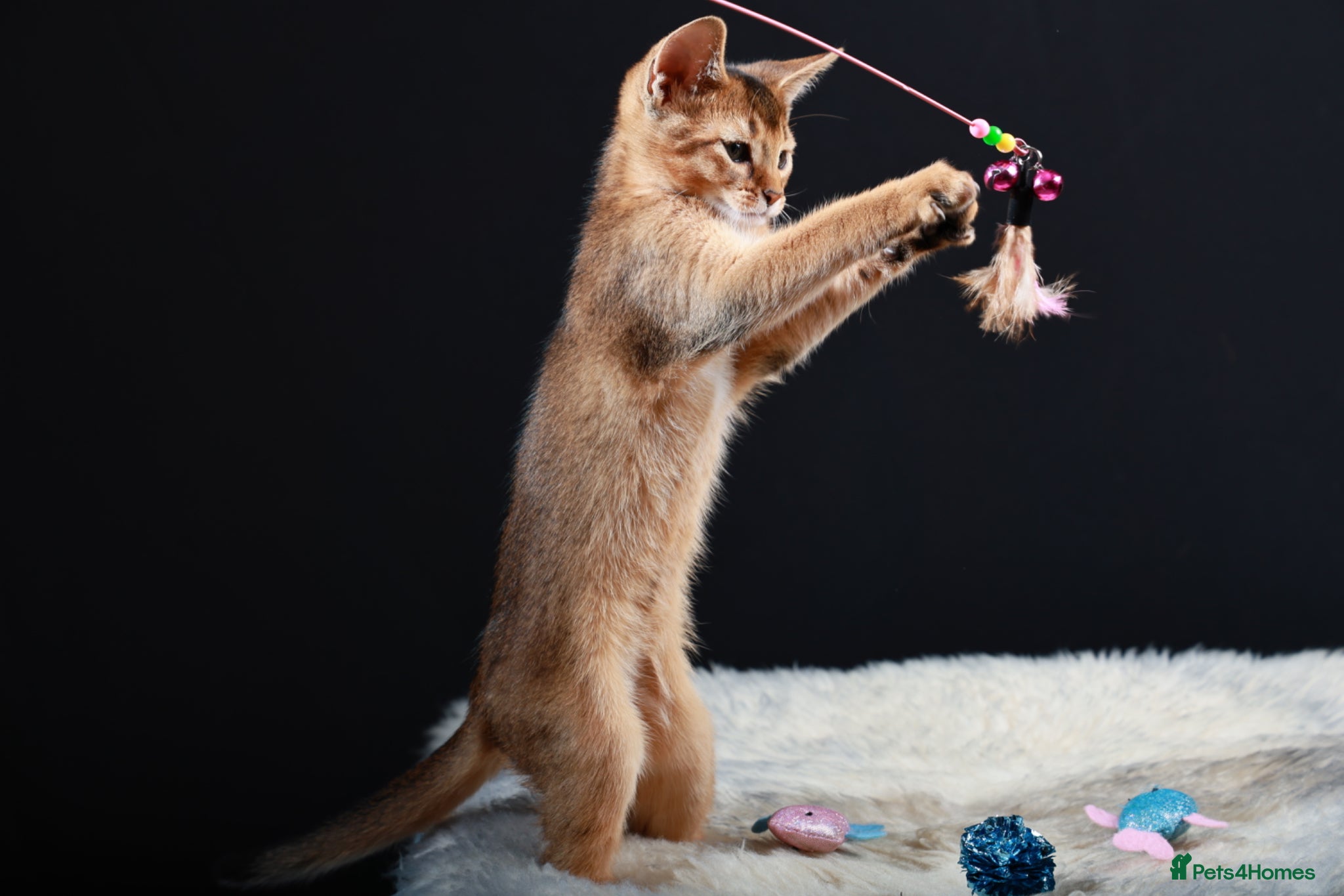 Abyssinian cats TICA reg one gorgeous Ruddy Aby boy left! - Advert 2