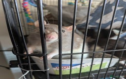 Rat rodents for sale: 2 female rats - Image 4