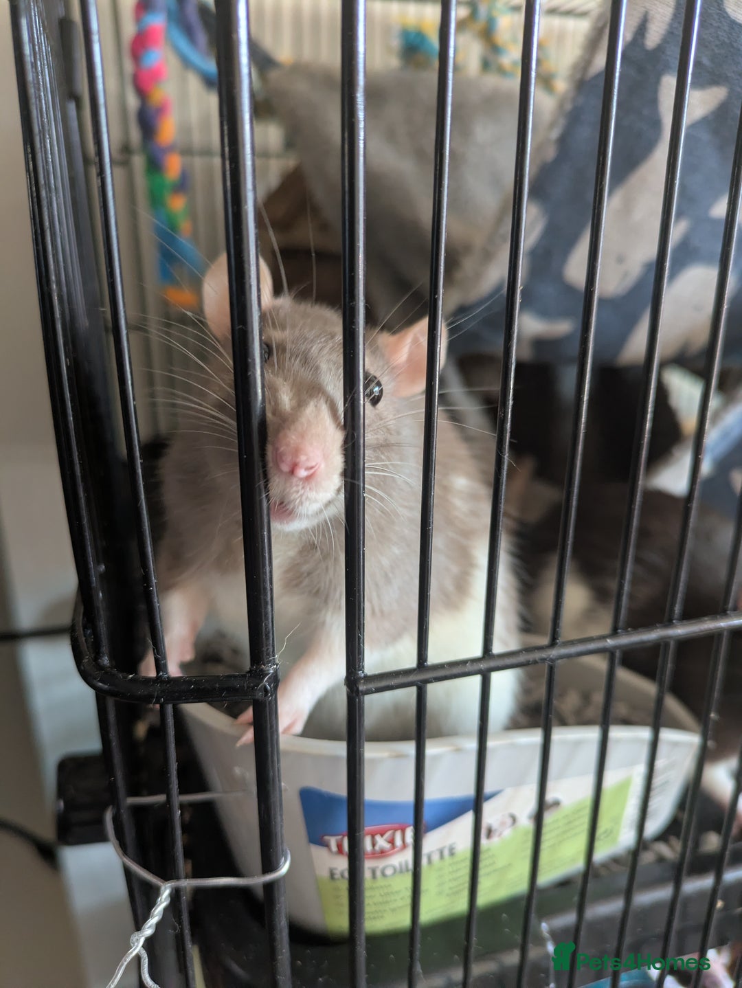 Rat rodents for sale: 2 female rats - Image 4