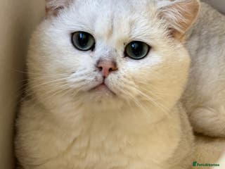 British Shorthair cats Poland imported tica registered BRI NS 12 Silver - Advert 1