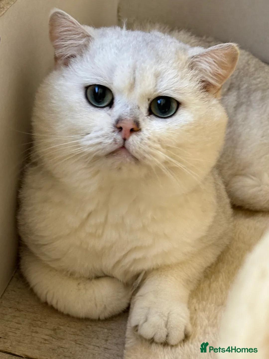 British Shorthair cats for stud: Poland imported tica registered BRI NS 12 Silver - Advert 1