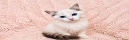Ragdoll cats for sale: Degruchi Cattery has show quality kittens for sale in Petersfield - Advert 10