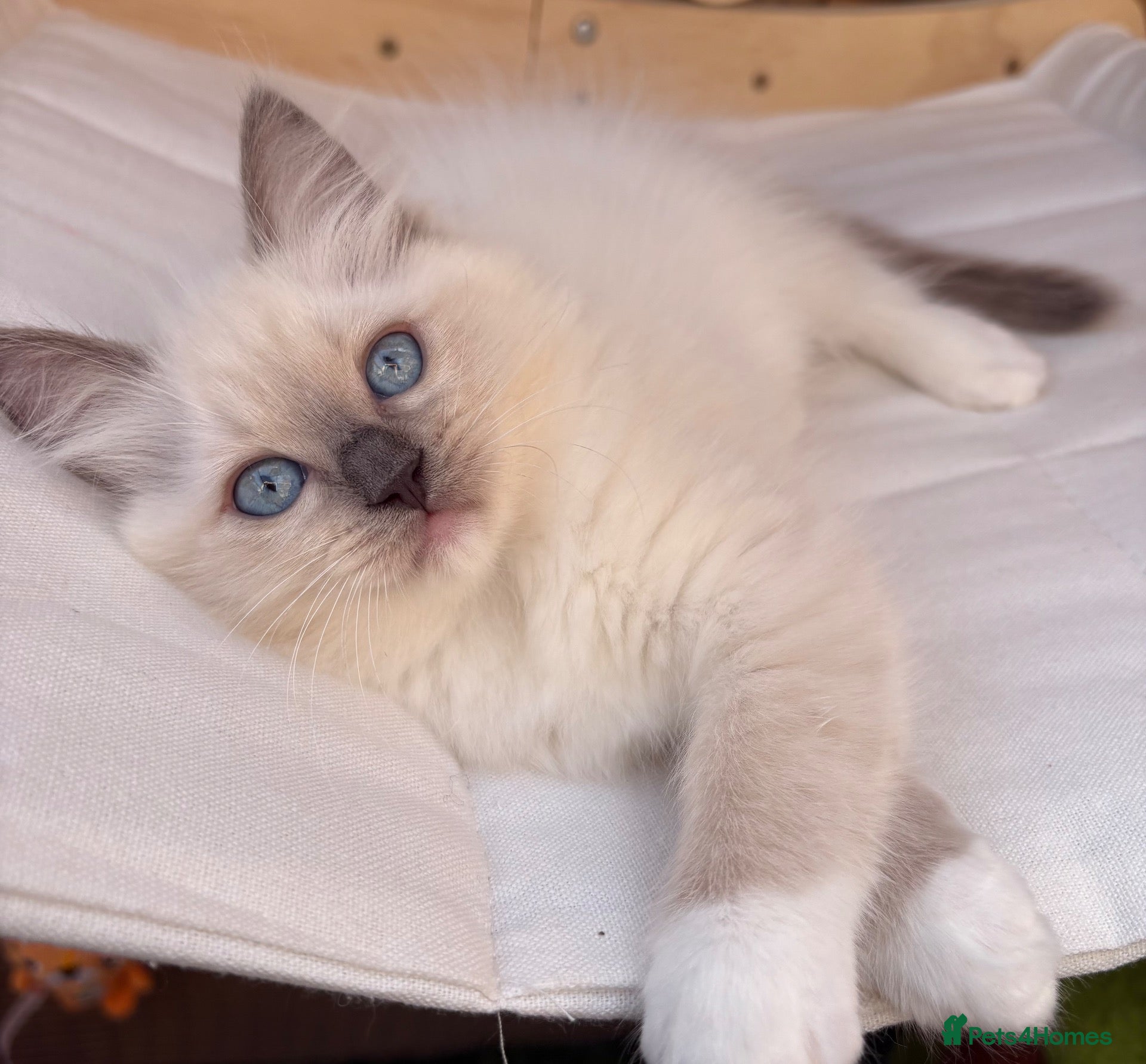 Ragdoll cats Ragdoll kitten🌺  - Advert 2