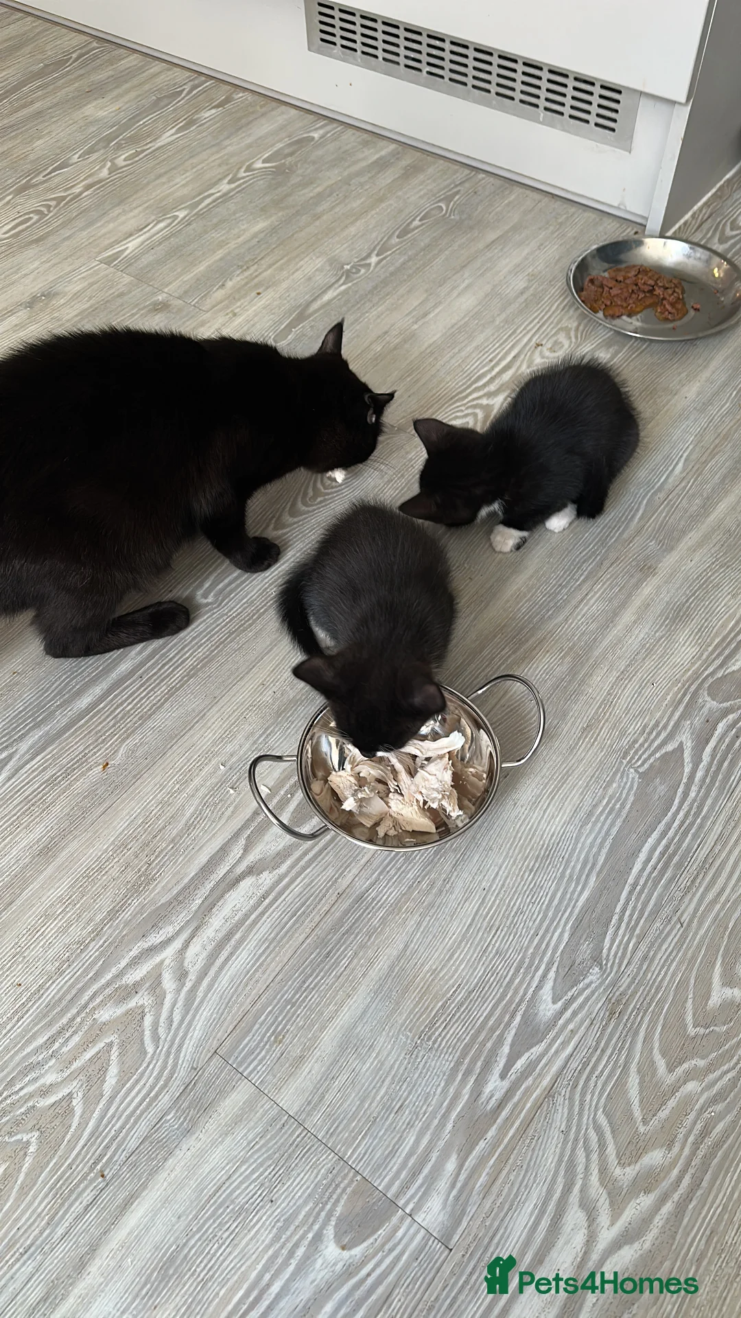 Mixed Breed cats for sale: Kittens in Horsham - Advert 2
