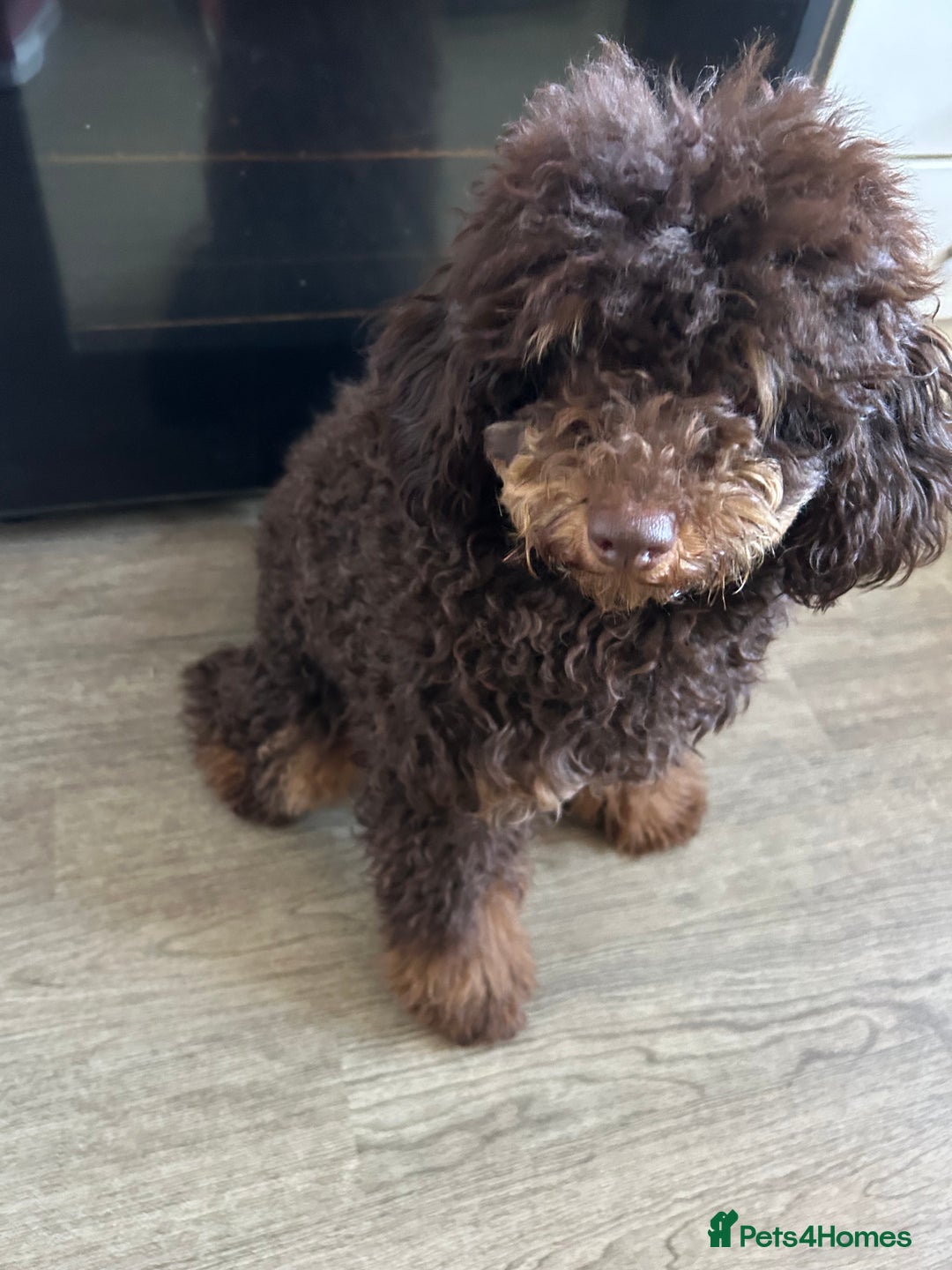 Toy Poodle dogs for stud: Kc registered chocolate phantom toy poodle in Swansea - Advert 4