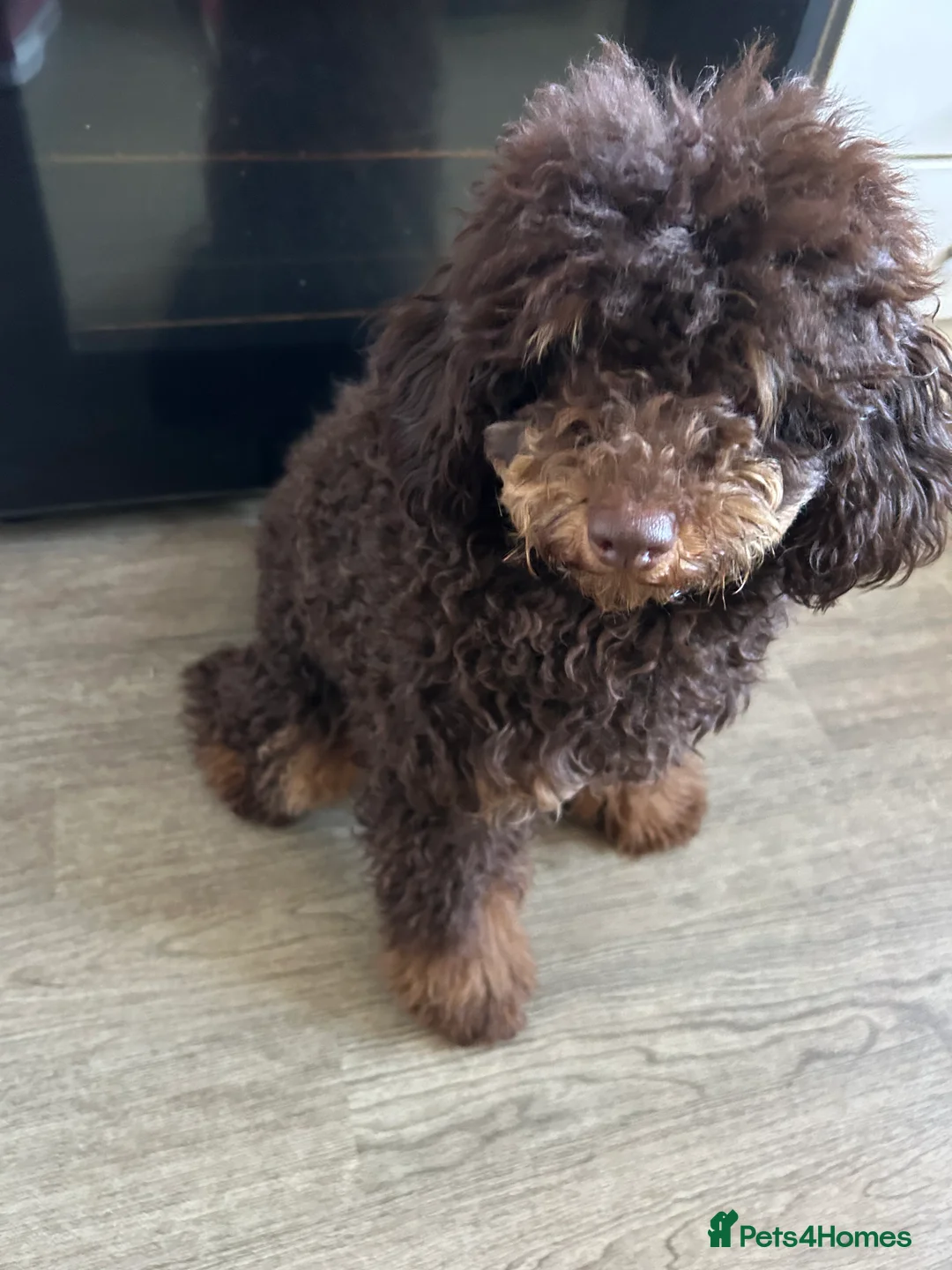 Toy Poodle dogs for stud: Kc registered chocolate phantom toy poodle in Swansea - Advert 4