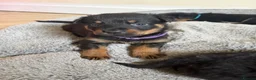Rottweiler dogs for sale: Rottweiler pups  - Advert 11