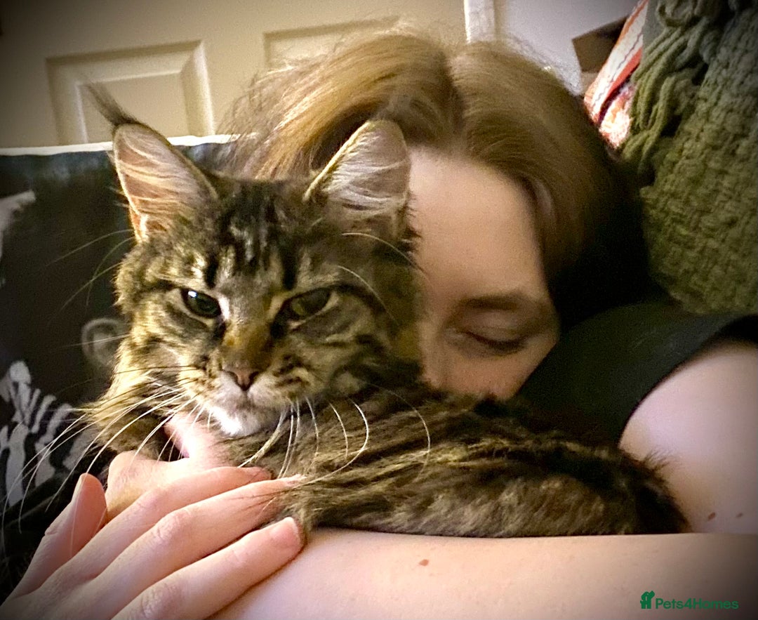 Maine Coon cats for sale: TICA Pedigree Stunning Cuddly 1 Year Old Female - Image 1