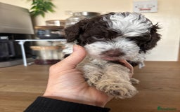 Cockapoo dogs for sale: Cockapoo - Image 8