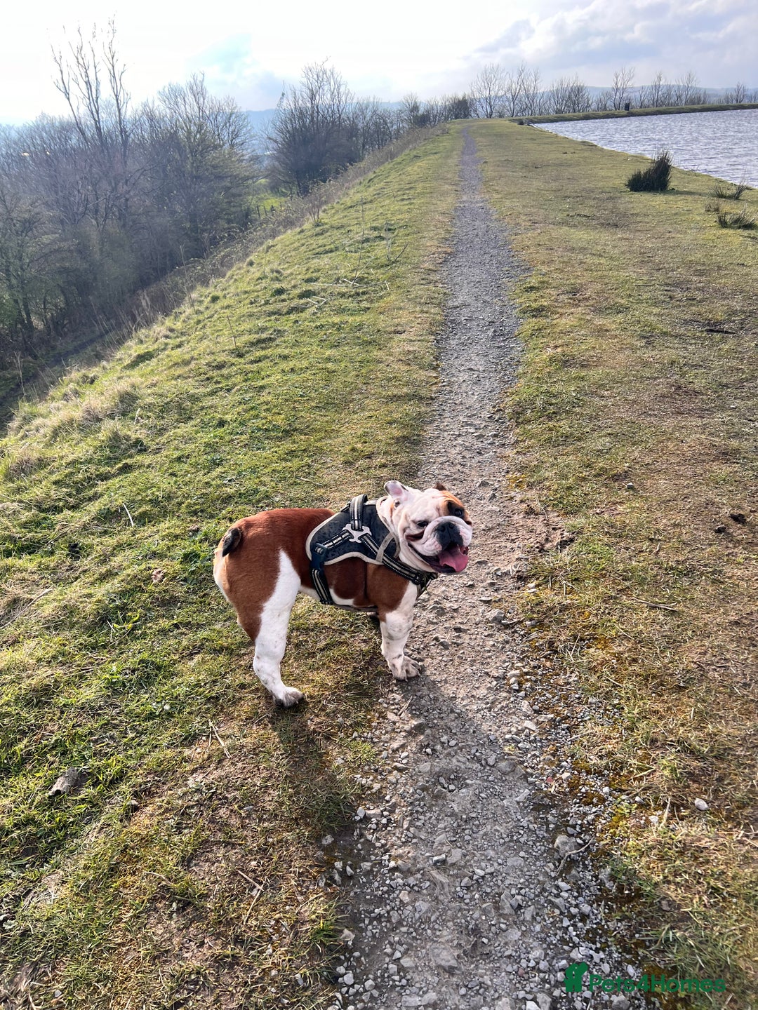 English Bulldog dogs for sale: 4 Year Old Female English Bulldog  - Advert 8