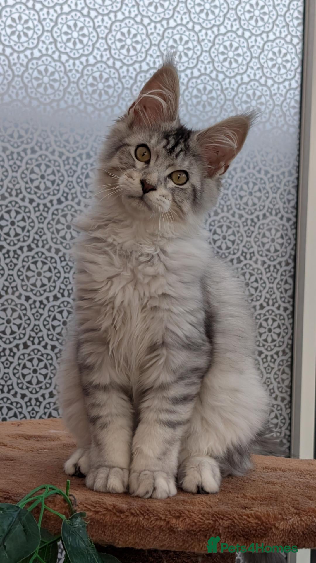 Maine Coon cats Stunning Maine coon kittens  - Advert 11