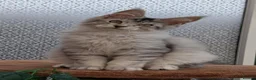 Maine Coon cats for sale: Stunning Maine coon kittens  - Advert 23
