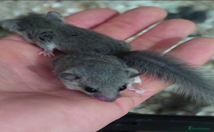 Mouse rodents - Advert 2