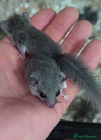 Mouse rodents - Advert 2