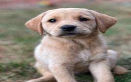 Labrador Retriever dogs for sale: 2 Beautiful female black lab READY TO LEAVE NOW!  in Tidworth - Image 17