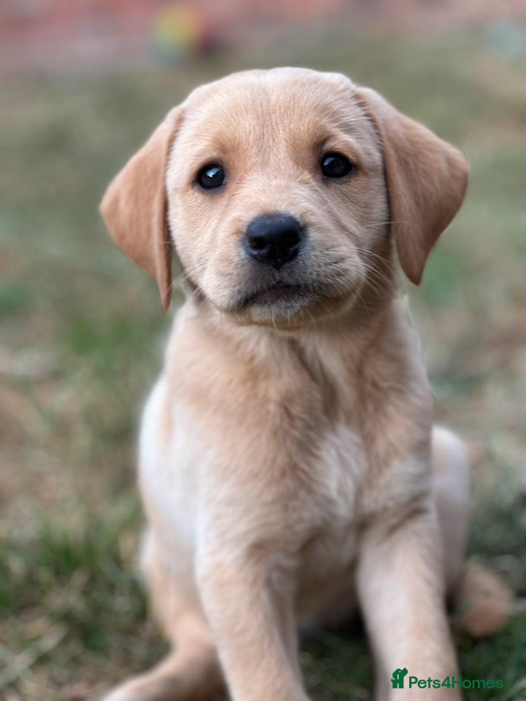 Labrador Retriever dogs for sale: 2 Beautiful female black lab READY TO LEAVE NOW!  in Tidworth - Image 17