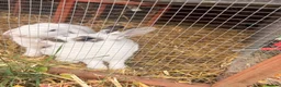 English Lop rabbits for sale: Two female lop ear - Advert 2