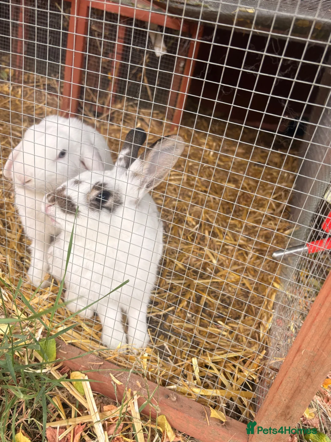 English Lop rabbits for sale: Two female lop ear - Advert 2