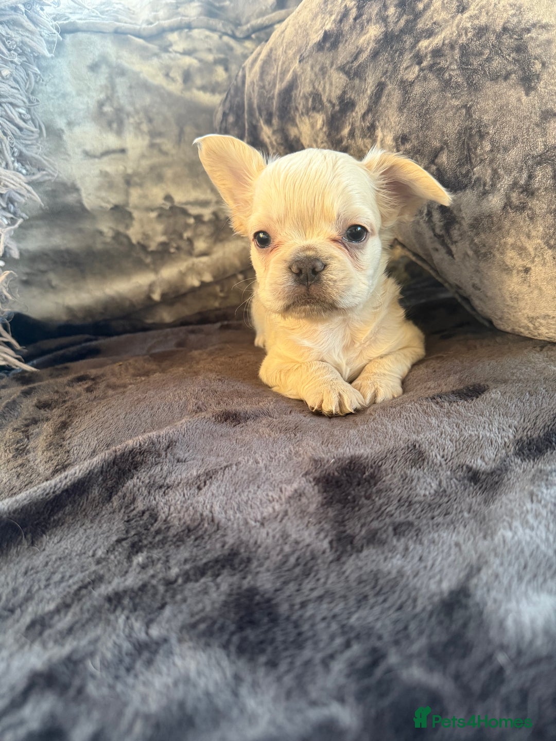 French Bulldog dogs for sale: Stunning Fluffy French bulldog puppies - Image 6
