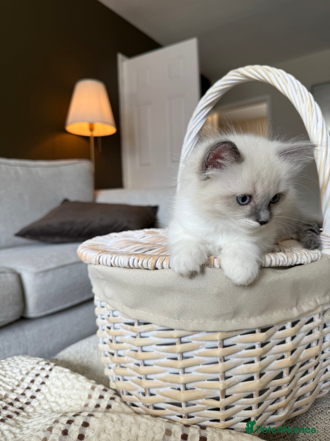 Ragdoll cats for sale: 🎀 2 GIRLS LEFT PUREBRED European Ragdolls 🎀  - Image 18