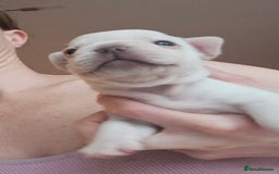 French Bulldog dogs for sale: Chunky french bulldog - Image 6