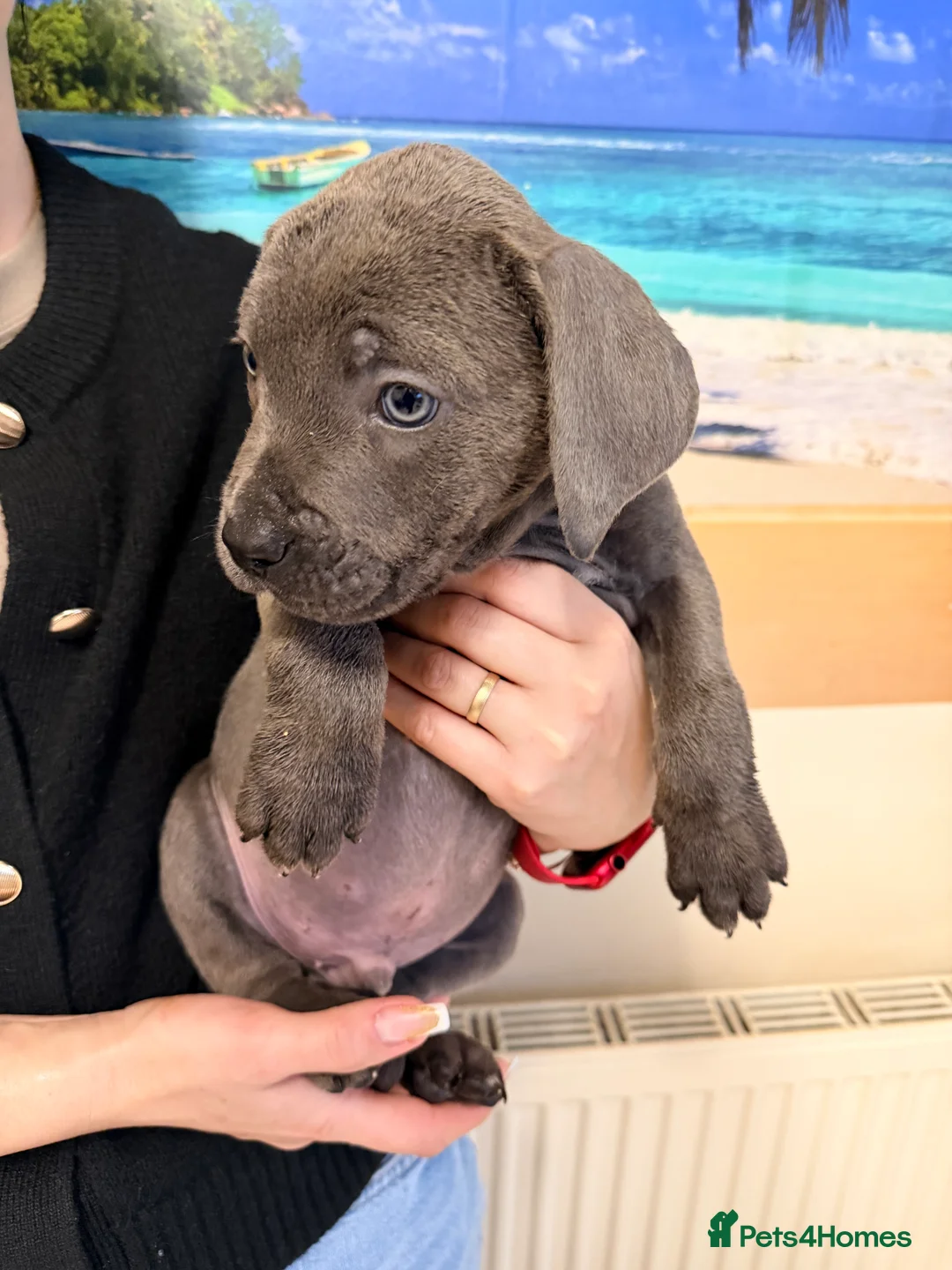 Cane Corso dogs for sale: Beautiful Cane Corso puppies available - Advert 17