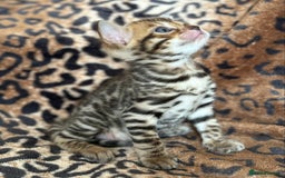 Bengal cats for sale: Outstanding Bengal kittens European Champion sire! - Image 16