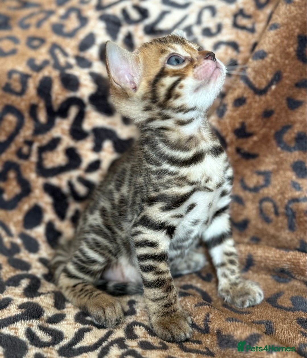 Bengal cats for sale: Outstanding Bengal kittens European Champion sire! - Image 16