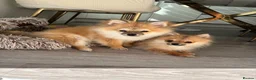 Pomeranian dogs for sale: Adorable Pomeranian boy  Available💫Coco - Advert 22