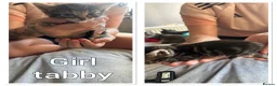 Mixed Breed cats for sale: Beautiful kittens ready now  in Birmingham - Advert 9